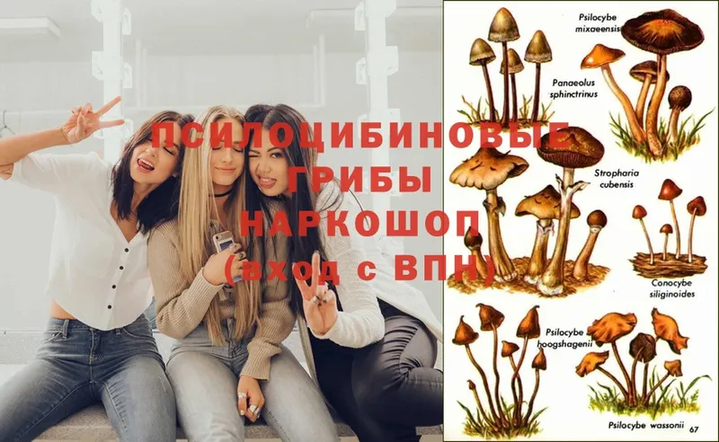 Галлюциногенные грибы Magic Shrooms  купить наркотики сайты  Ступино 